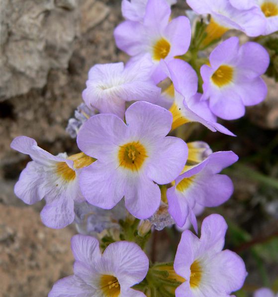 Phacelia fremontii